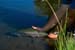 Fish_Release1